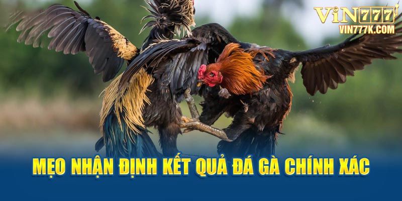 Mẹo nhận định kết quả đá gà chính xác 